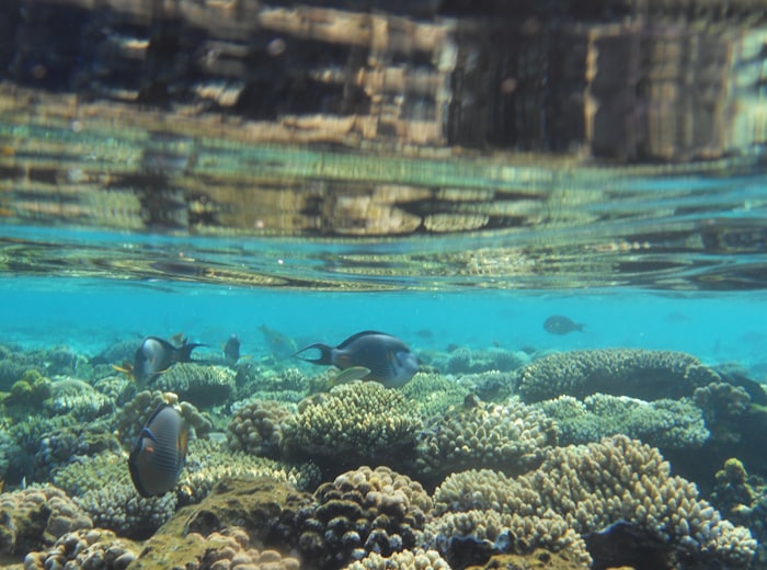 Подводный мир Красного моря